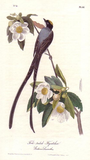 minniesland.com, LLC | Original Audubon Prints Audubon's Octavo