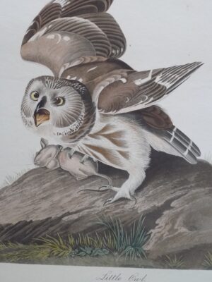 PL 199 Little Owl [Northern Saw-Whet Owl]