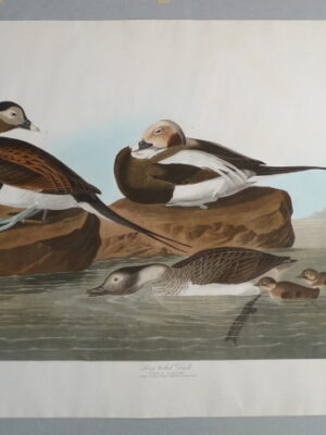 PL 312 Long-Tailed Duck