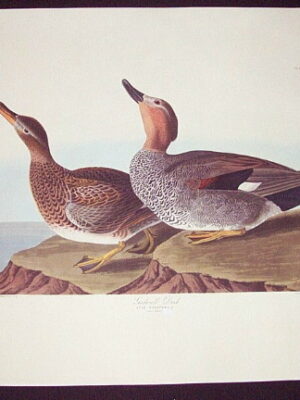 PL 348 Gadwall Duck