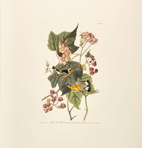 PL 123 Black & Yellow Warbler