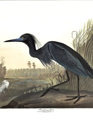 PL 307 Blue Crane