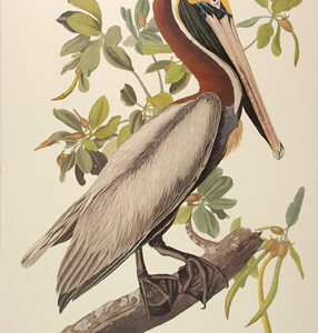 PL 251 Brown Pelican
