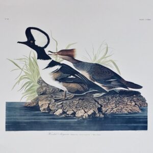PL 232 Hooded Merganser