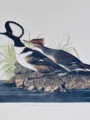 PL 232 Hooded Merganser