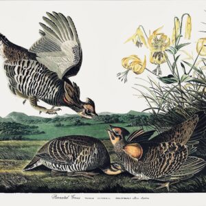 PL 186 Pinnated Grouse