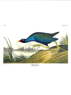 PL 305 Purple Gallinule