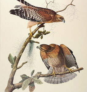 PL 56 Red-Shouldered Hawk