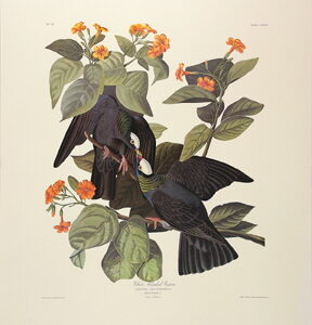 PL 177 White-Crowned Pigeon