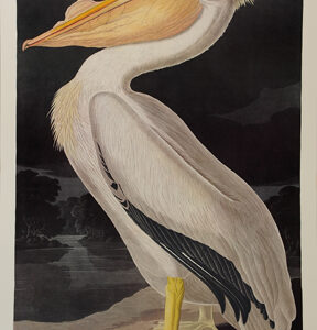 PL 311 American White Pelican