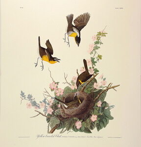 PL 137 Yellow-Breasted Chat