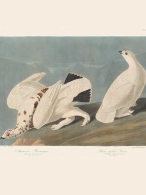 PL 418 American Ptarmigan