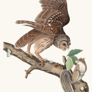 PL 46  Barred Owl
