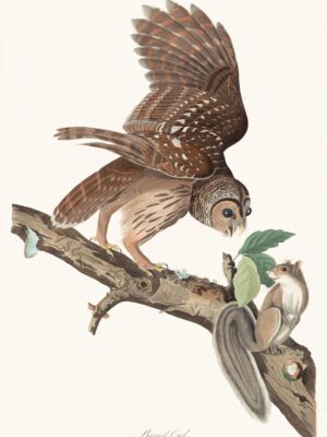 PL 46  Barred Owl