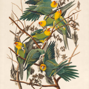 PL 26 Carolina Parrot