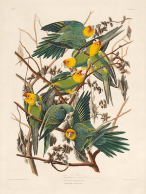 PL 26 Carolina Parrot