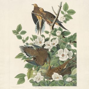 PL 17 Carolina Turtle Dove