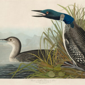 PL 371 Great Northern Diver or Loon