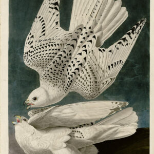 PL 366 Iceland or Gyr Falcon