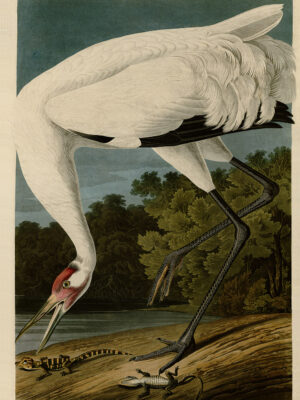 PL 336 Whooping Crane