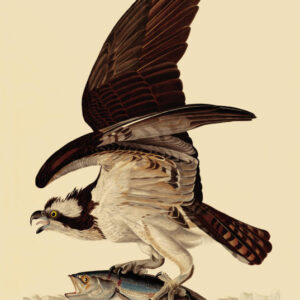 PL 81 Fish Hawk or Osprey