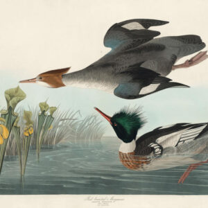 PL 401 Red-Breasted Merganser