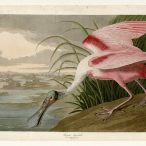 PL 321 Roseate Spoonbill