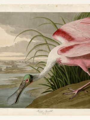 PL 321 Roseate Spoonbill