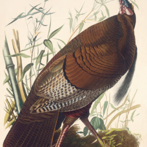 PL 1 Wild Turkey