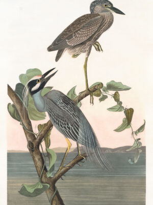 PL 336 Yellow-Crowned Heron