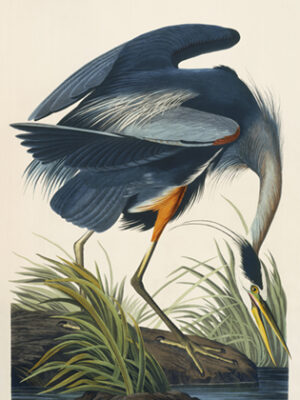 PL 211 Great Blue Heron