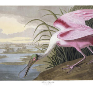 PL 321 Roseate Spoonbill