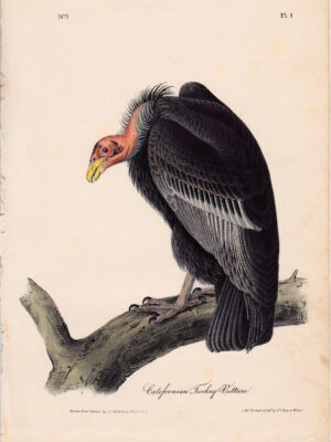 001 California Turkey Vulture