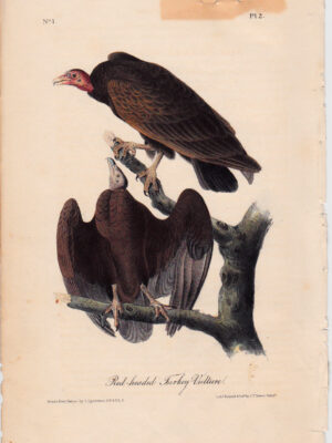 002 Red-headed Turkey Vulture