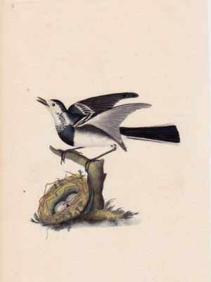 PL 3 White Wagtail