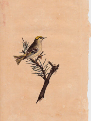 PL 4 Golden-crested Wren 