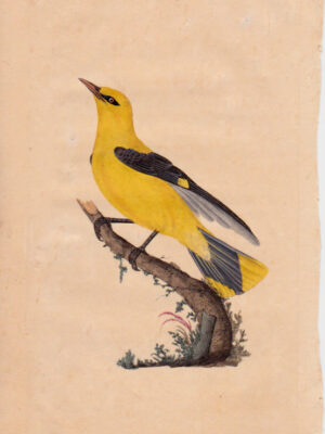 PL 7 Golden Oriole