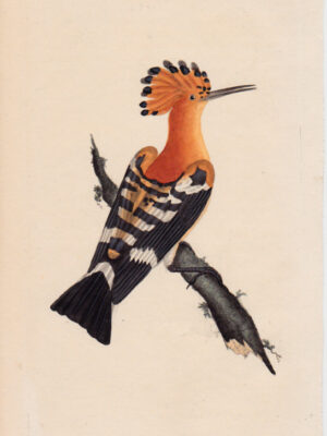 PL 9 Common Hoopoe 