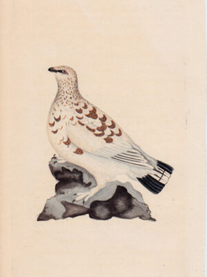 PL 12 Ptarmigan Grous 