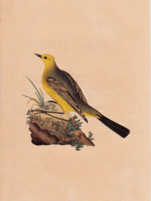 PL 15 Yellow Wagtail 