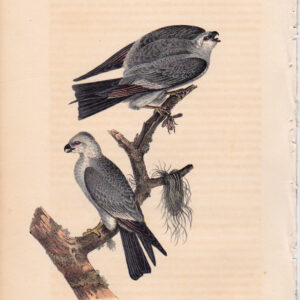 017 Mississippi Kite