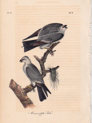 017 Mississippi Kite