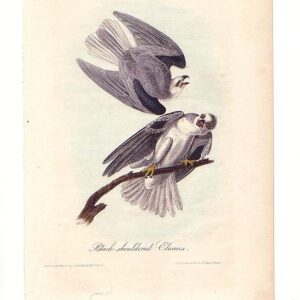 016 Black-shouldered Elanus