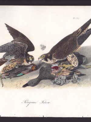 020 Peregrine Falcon