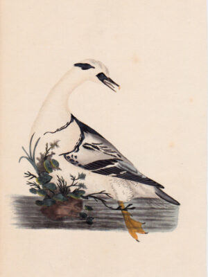 PL 20 Smew