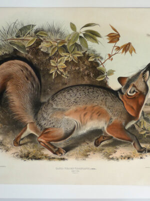 PL 021 Grey Fox (JJA)