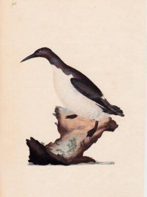 PL 28 Foolish Guillemot