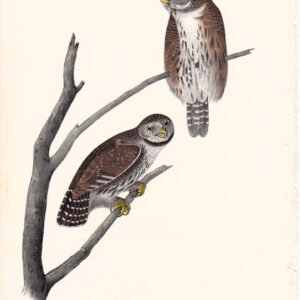 030 Columbian Day Owl