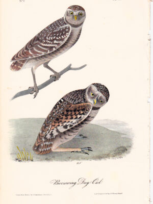 031 Burrowing Day-Owl