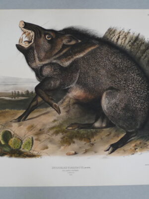 PL 031 Collared Peccary (JJA)